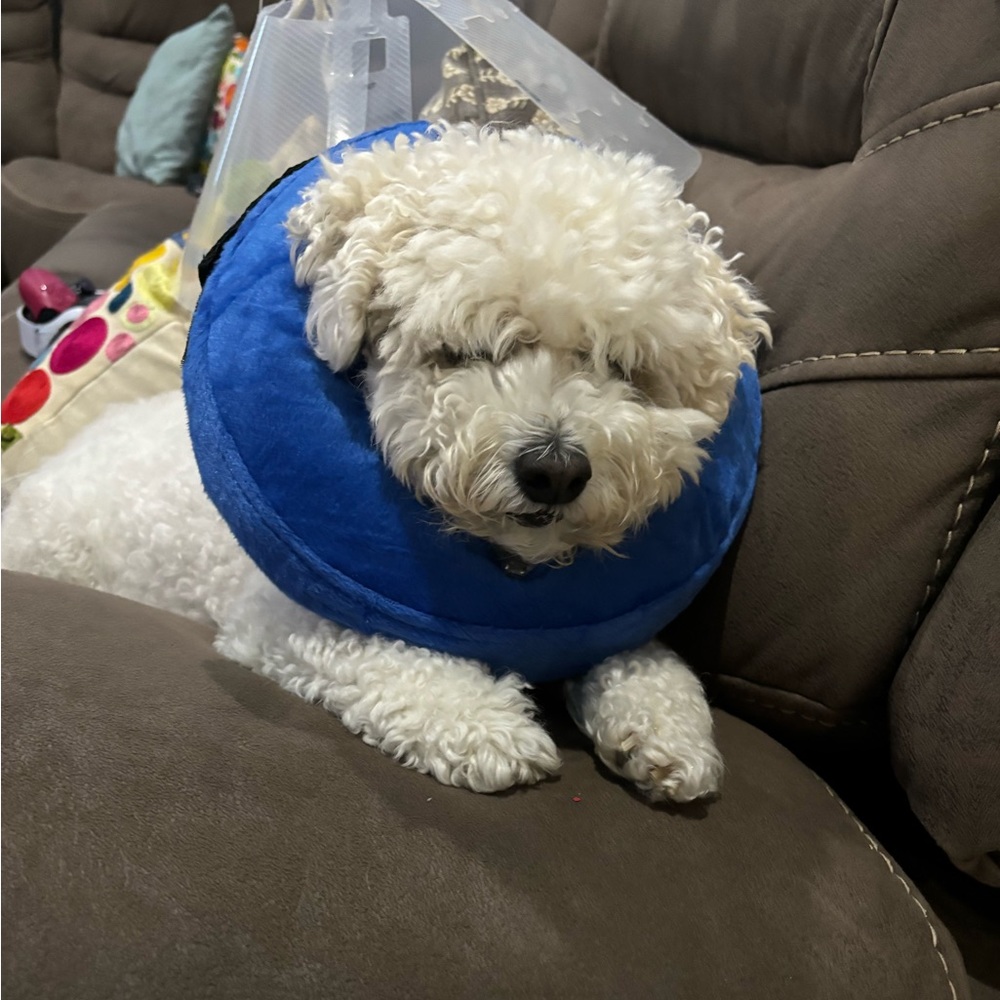 Meet your Posher, Yazan